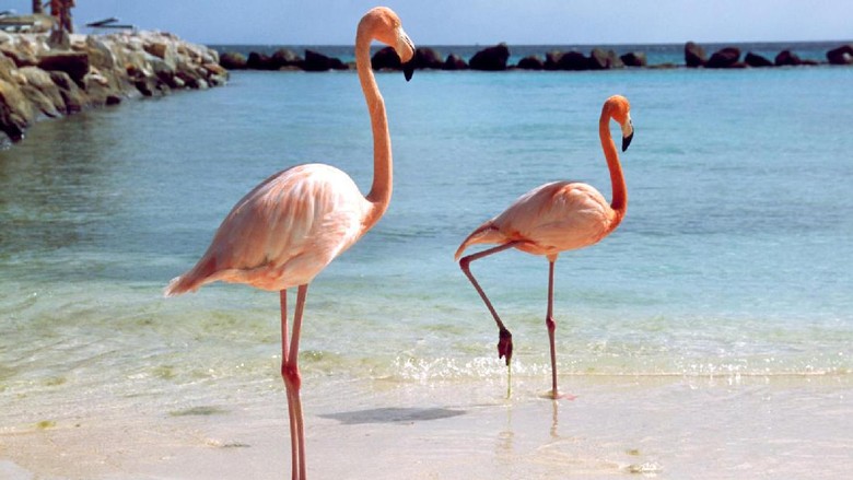Viral Flamingo Berantem Sampai Berdarah-darah, Padahal Lagi Menyusui