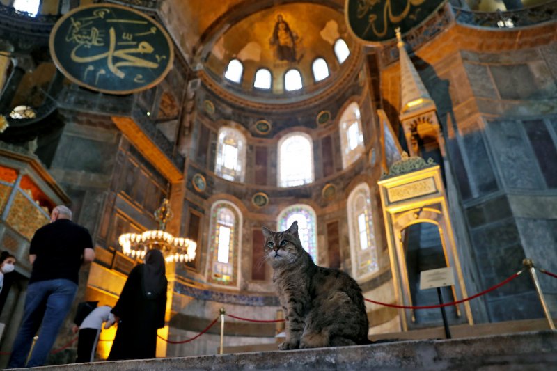 Rumahnya ganti fungsi, Gli si kucing tetap jadi penghuni Hagia Sophia