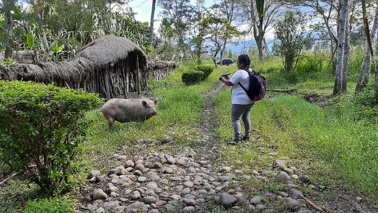 Motret Babi di Lembah Baliem Tanpa Izin Bisa Diminta Bayar Rp 30 Juta