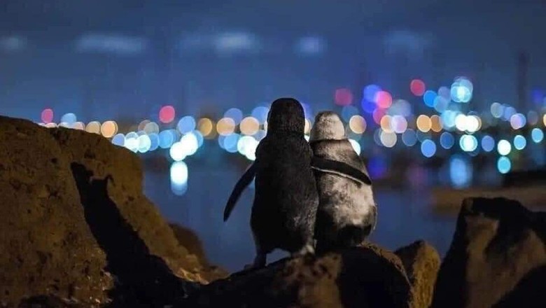 Kisah Sedih 2 Penguin yang Kehilangan Pasangan dan Saling Menguatkan
