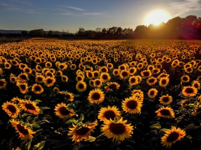 Pesona Bunga Matahari Bermekaran di Jerman