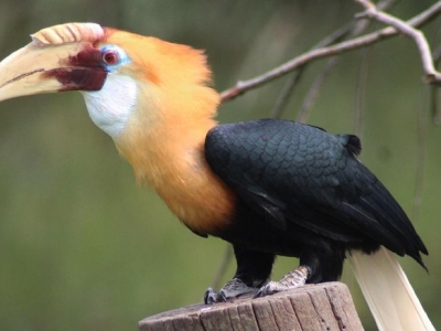 Kisah Burung Rangkong, Burung yang Amat Setia di Papua