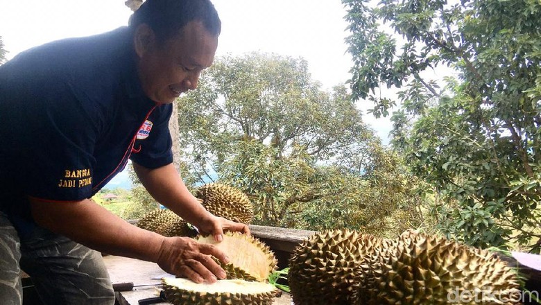 Sensasi Makan Durian Langsung di Bawah Pohonnya
